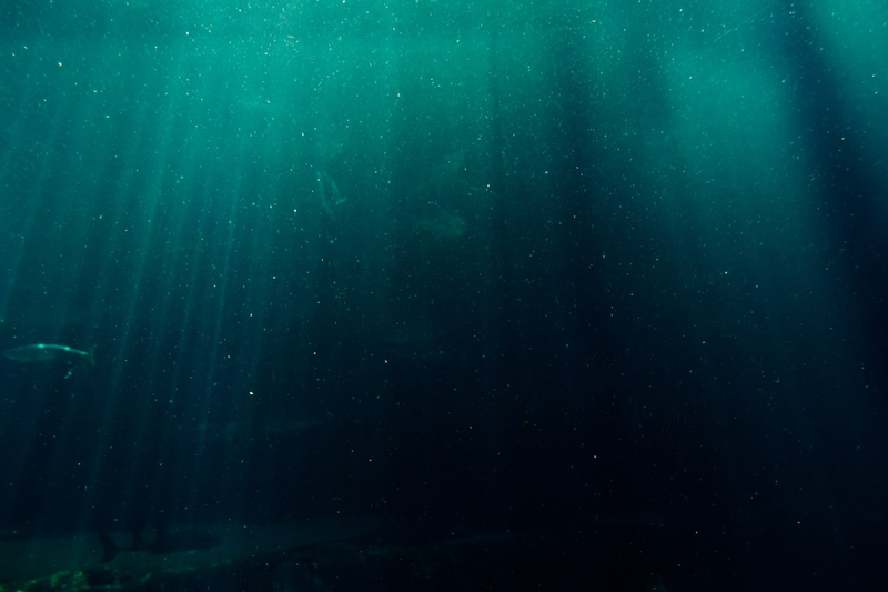 Imagen: Blaque X (Pexels)